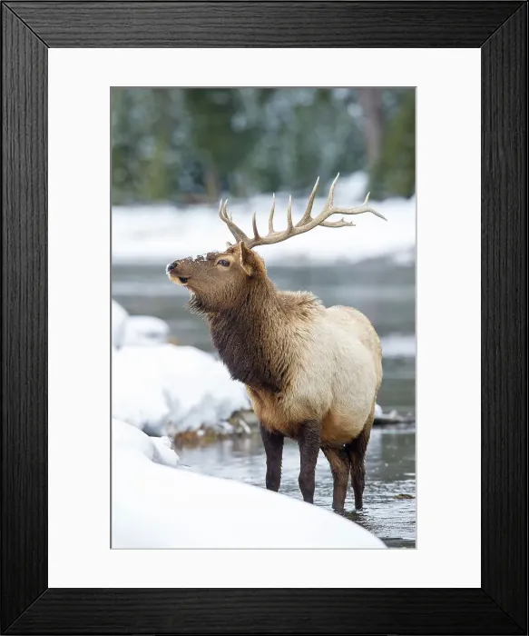 Framed Print : Bull North American Elk (Cervus canadensis)(formely Cervus elephus) grazing at river's edge