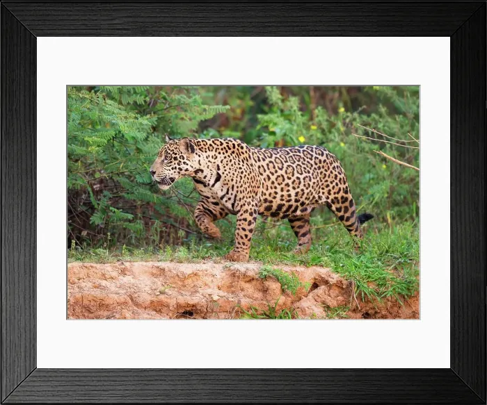 Framed Print : Brazil, Northern Pantanal, Taiama Ecological Reserve Framed Print : Brazil, Northern Pantanal, Taiama Ecological Reserve