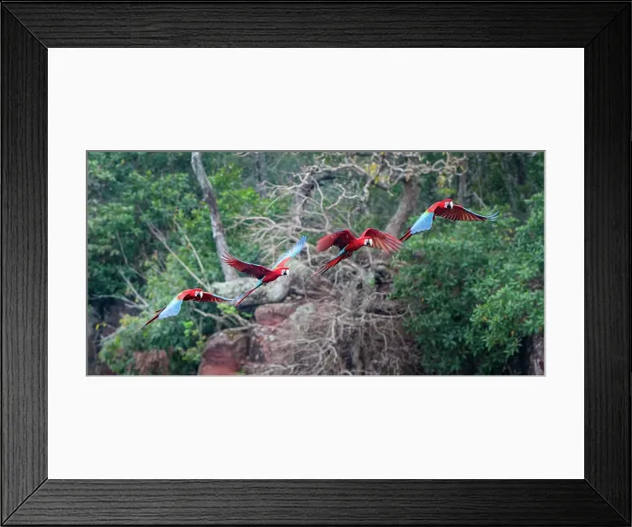 Framed Print : Red-and-Green Macaws or Green-winged Macaws (Ara chloropterus) (Family Psittacidae) in flight over forest canopy