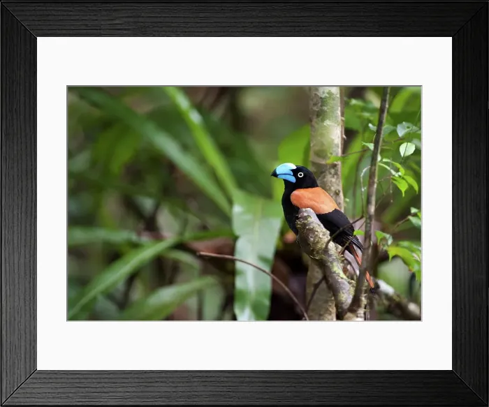 Framed Print : Madagascar, Masoala National Park
