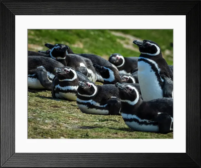 Framed Print : Carcass Island Climate Change Falkland Islands Framed Print : Carcass Island Climate Change Falkland Islands