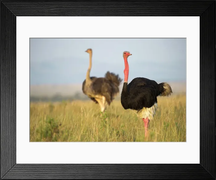Framed Print : Male and female Ostrich or Common Ostrich (Struthio camelus) in tall grassland Framed Print : Male and female Ostrich or Common Ostrich (Struthio camelus) in tall grassland
