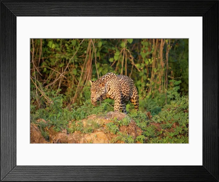Framed Print : Brazil, Northern Pantanal, Taiama Ecological Reserve Framed Print : Brazil, Northern Pantanal, Taiama Ecological Reserve