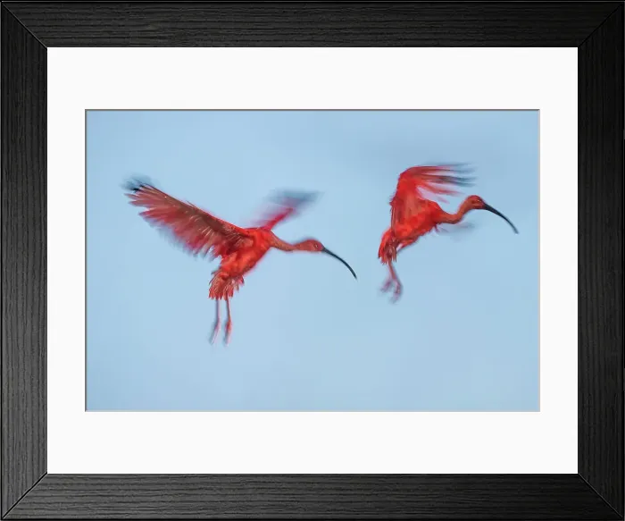 Framed Print : Scarlet Ibis (Eudocimus ruber) flying into roost site at dusk Framed Print : Scarlet Ibis (Eudocimus ruber) flying into roost site at dusk