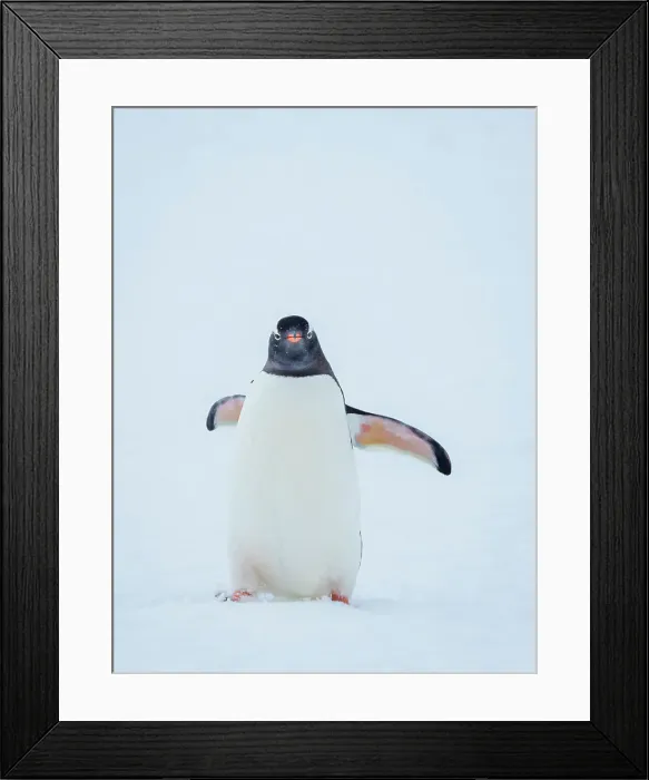 Framed Print : (Pygoscelis Papua) Antarctica Climate Change Framed Print : (Pygoscelis Papua) Antarctica Climate Change