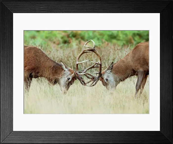 Framed Print : Red deer (Cervus elaphus) stags Rutting Framed Print : Red deer (Cervus elaphus) stags Rutting