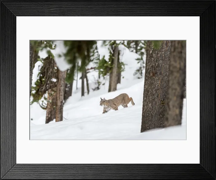 Framed Print : North American Bobcat (Lynx rufus) walking through deep snow Framed Print : North American Bobcat (Lynx rufus) walking through deep snow