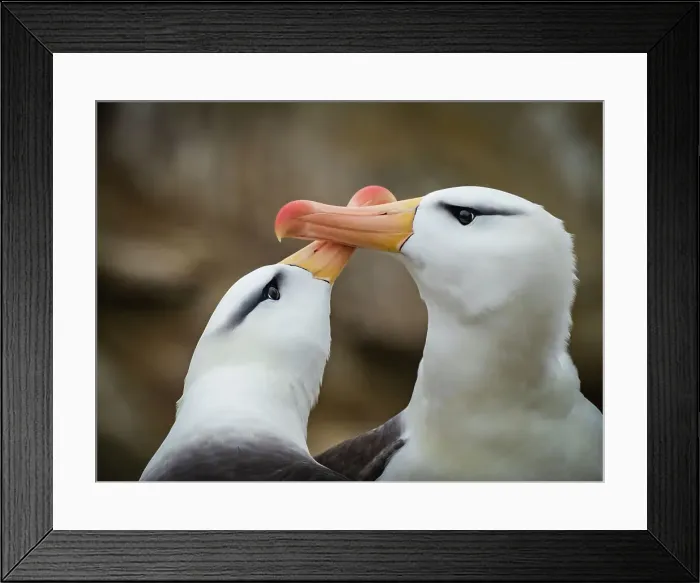 Framed Print : Black-browed Albatross Climate Change Falkland Islands Framed Print : Black-browed Albatross Climate Change Falkland Islands