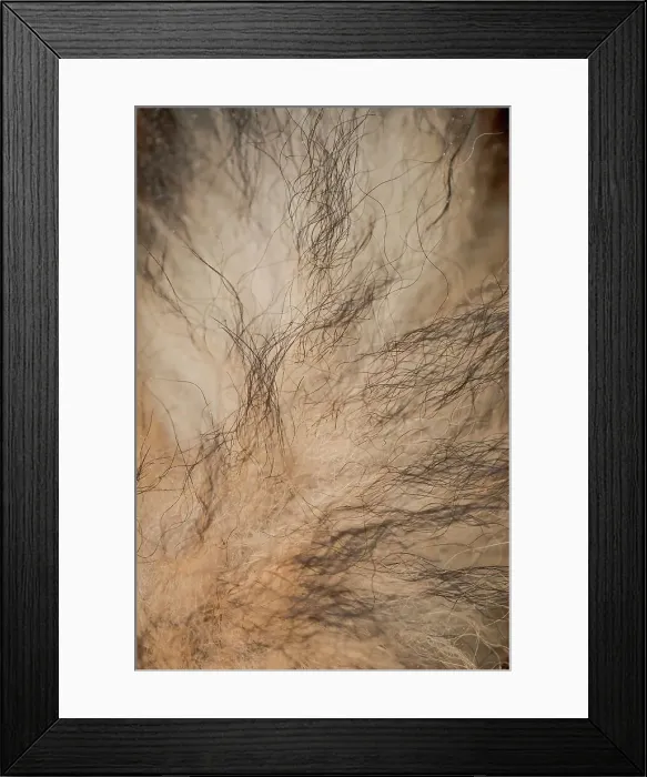 Framed Print : Red Fox (Vulpes vulpes) tail fur, Norfolk, England