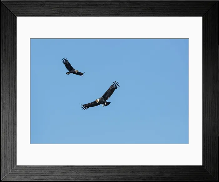 Framed Print : Andean Condors (Vultur gryphus) in flight