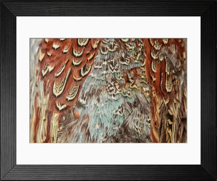 Framed Print : Detail of American Blue Backed Pheasant feathers Framed Print : Detail of American Blue Backed Pheasant feathers
