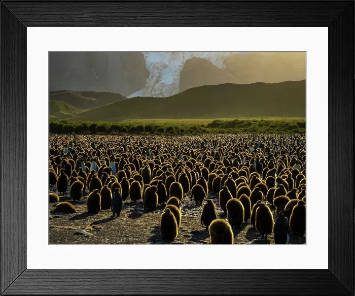 Framed Print : Afternoon Light Antarctica Aptenodytes Patagonicus Framed Print : Afternoon Light Antarctica Aptenodytes Patagonicus