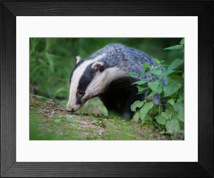 Framed Print : European Badger (Meles meles) foraging in deciduous woodland Framed Print : European Badger (Meles meles) foraging in deciduous woodland