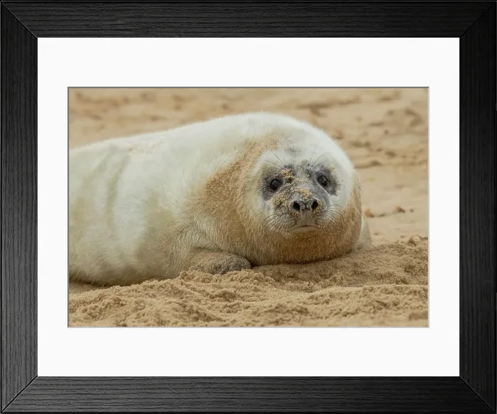 Framed Print : Grey seal pup (Halichoerus grypus) breeding colony Framed Print : Grey seal pup (Halichoerus grypus) breeding colony
