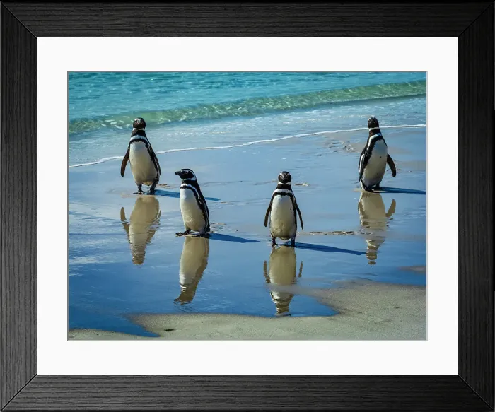 Framed Print : Carcass Island Climate Change Falkland Islands Framed Print : Carcass Island Climate Change Falkland Islands