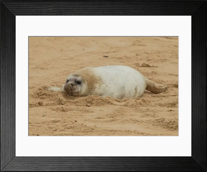 Framed Print : Grey seal pup (Halichoerus grypus) breeding colony Framed Print : Grey seal pup (Halichoerus grypus) breeding colony