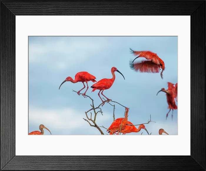 Framed Print : Scarlet Ibis (Eudocimus ruber) flying into roost site at dusk. Hato La Aurora Reserve, Los Llanos, Colombia Framed Print : Scarlet Ibis (Eudocimus ruber) flying into roost site at dusk. Hato La Aurora Reserve, Los Llanos, Colombia