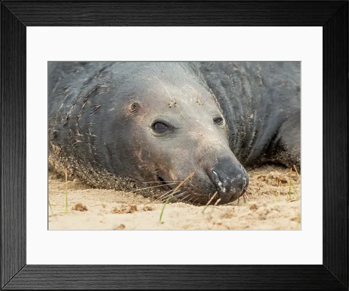 Framed Print : Grey seal bull (Halichoerus grypus) breeding colony