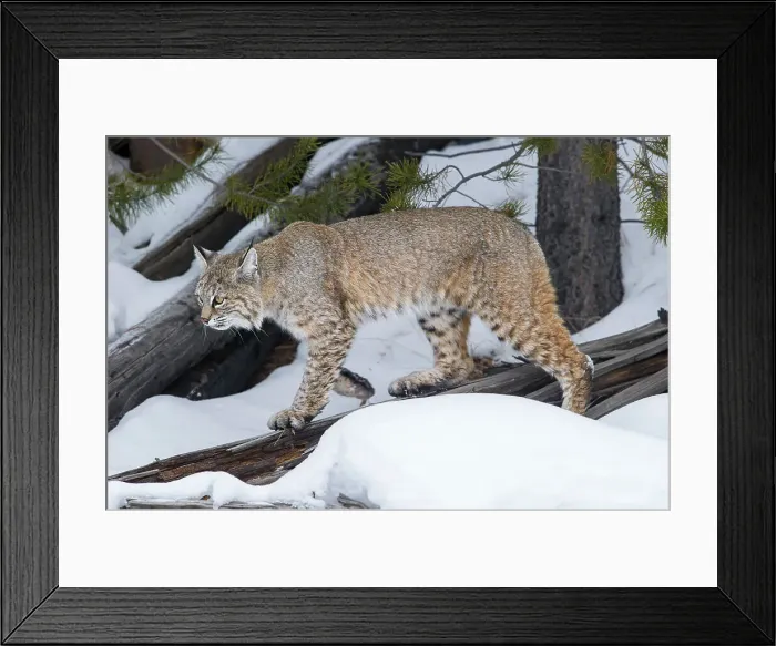 Framed Print : North American Bobcat (Lynx rufus) walking in conifer forest Framed Print : North American Bobcat (Lynx rufus) walking in conifer forest