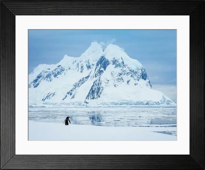 Framed Print : Adelie Penguin Antarctica Booth Island Climate Change Framed Print : Adelie Penguin Antarctica Booth Island Climate Change