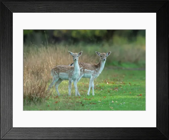 Framed Print : Fallow Deer (Dama dama) young fawns during rut Framed Print : Fallow Deer (Dama dama) young fawns during rut