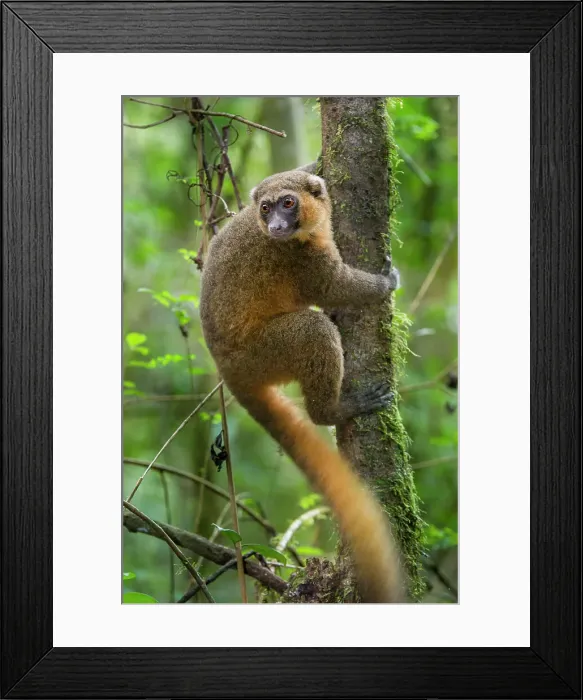 Framed Print : Golden Bamboo Lemur (Hapalemur aureus) in forest canopy