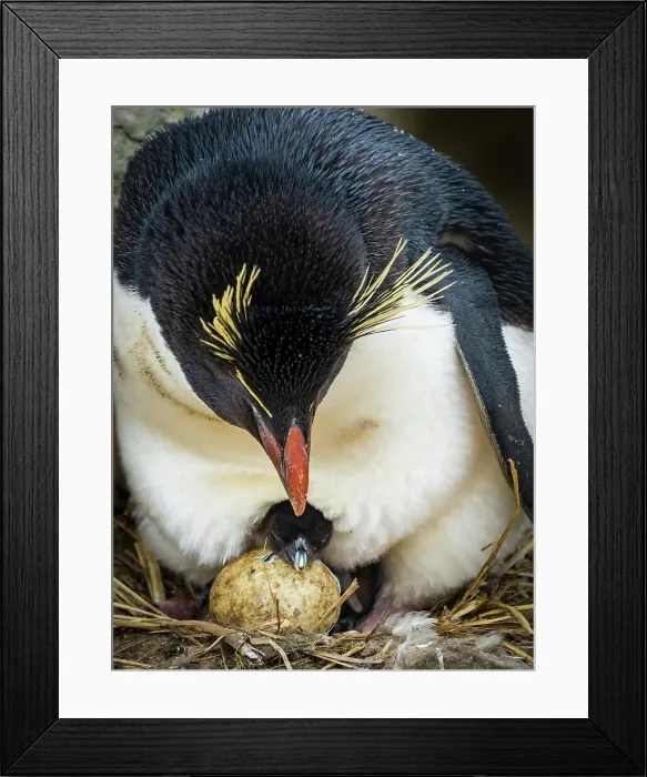 Framed Print : Climate Change Eudyptes Chrysocome Falkland Islands Framed Print : Climate Change Eudyptes Chrysocome Falkland Islands