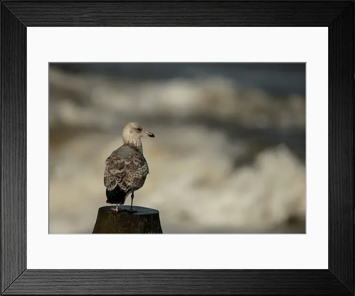 Framed Print : European Herring Gull (Larus argentatus) juvenile winter plumage on wooden post Framed Print : European Herring Gull (Larus argentatus) juvenile winter plumage on wooden post