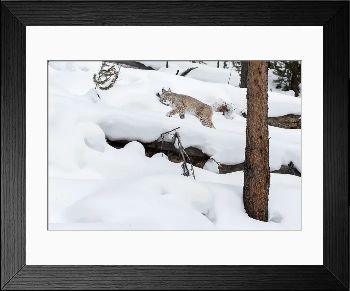 Framed Print : North American Bobcat (Lynx rufus) climbing fallen logs in deep snow Framed Print : North American Bobcat (Lynx rufus) climbing fallen logs in deep snow