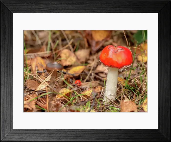 Framed Print : Fly Agaric (Amanita muscaria) single small toadstool Framed Print : Fly Agaric (Amanita muscaria) single small toadstool