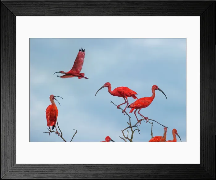 Framed Print : Scarlet Ibis (Eudocimus ruber) flying into roost site at dusk Framed Print : Scarlet Ibis (Eudocimus ruber) flying into roost site at dusk