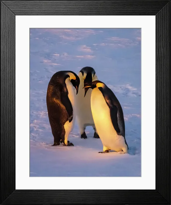 Framed Print : Antarctica Aptenodytes Forsteri Climate Change