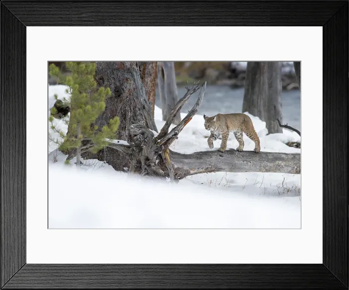 Framed Print : North American Bobcat (Lynx rufus) walking on a fallen tree trunk Framed Print : North American Bobcat (Lynx rufus) walking on a fallen tree trunk
