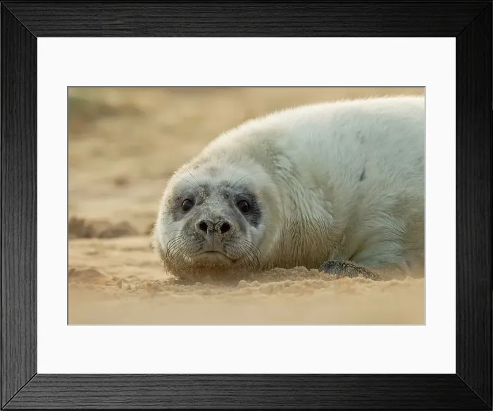 Framed Print : Grey seal pup (Halichoerus grypus) breeding colony Framed Print : Grey seal pup (Halichoerus grypus) breeding colony