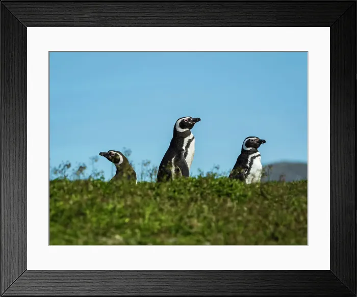 Framed Print : Carcass Siland Climate Change Falkland Islands