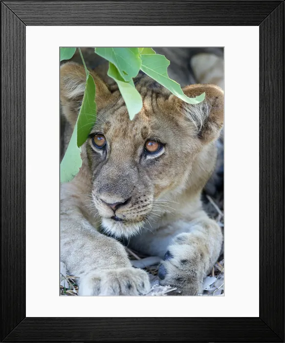 Framed Print : Male Lion cub (Panthera leo) resting under a bush Framed Print : Male Lion cub (Panthera leo) resting under a bush