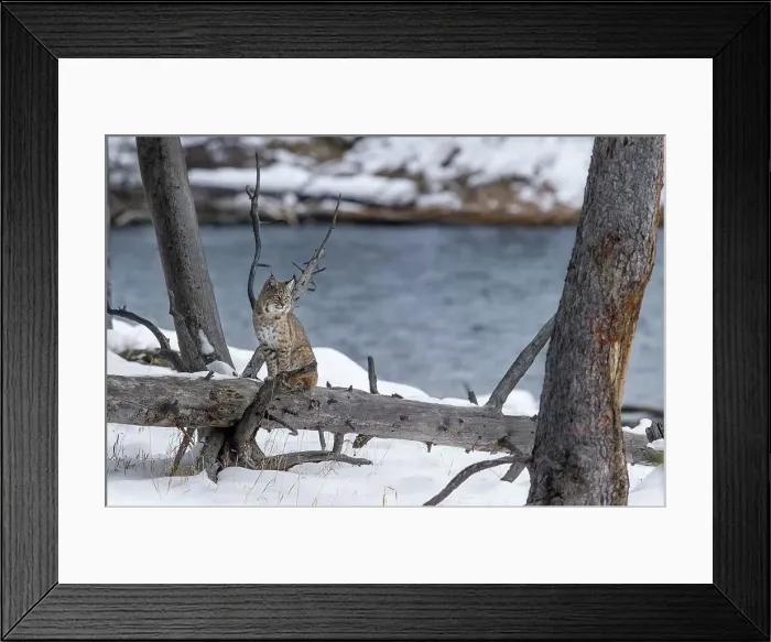 Framed Print : North American Bobcat (Lynx rufus) on the edge of the Madison River Framed Print : North American Bobcat (Lynx rufus) on the edge of the Madison River