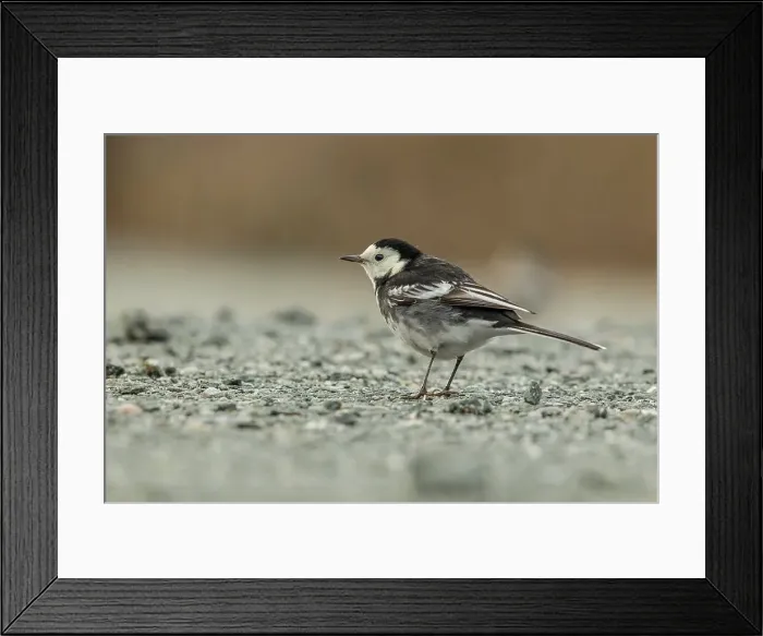 Framed Print : White Wagtail (Motacilla alba) on gravel road