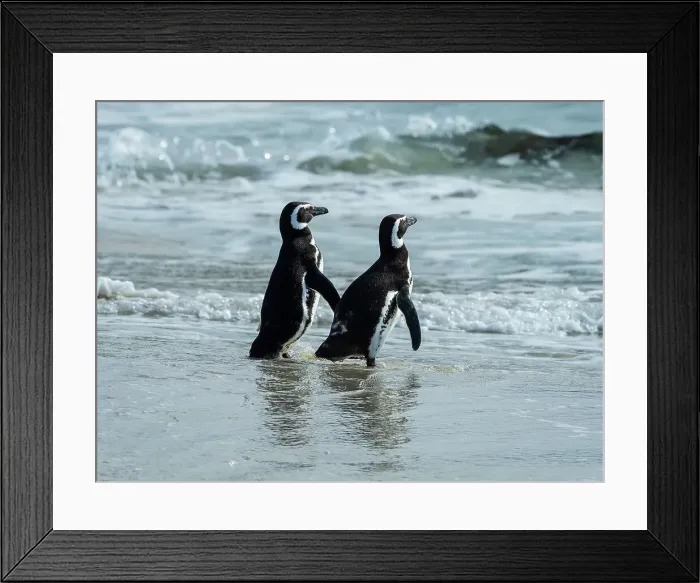 Framed Print : Carcass Siland Climate Change Falkland Islands