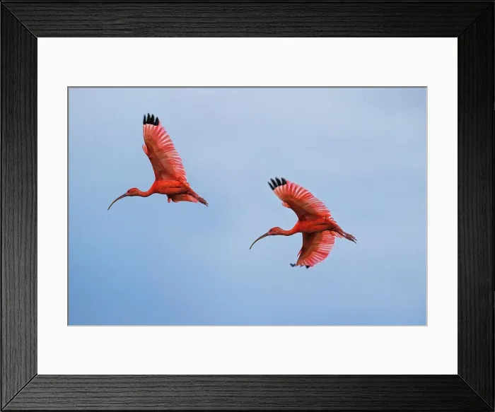 Framed Print : Scarlet Ibis (Eudocimus ruber) flying into roost site at dusk Framed Print : Scarlet Ibis (Eudocimus ruber) flying into roost site at dusk