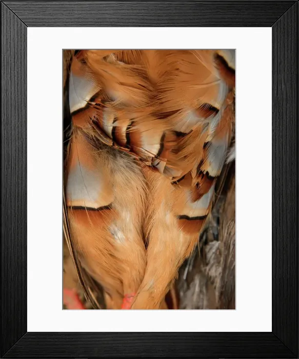 Framed Print : Close-up of Red-legged Partridge (Alectoris rufa) Framed Print : Close-up of Red-legged Partridge (Alectoris rufa)