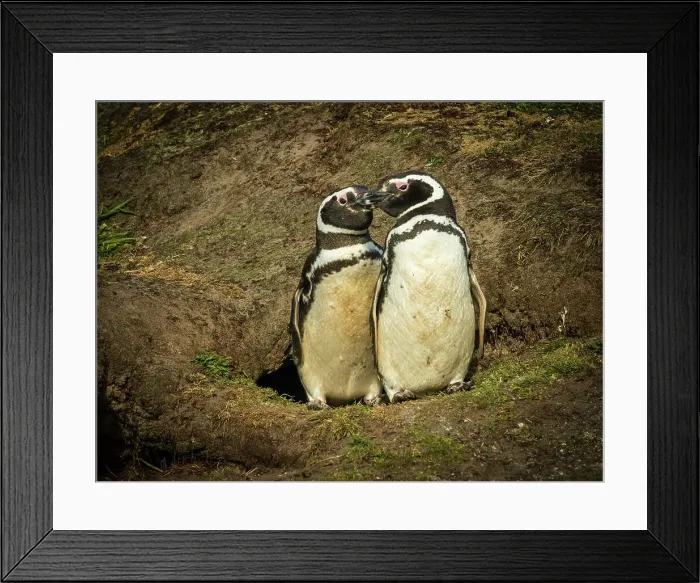 Framed Print : Climate Change Falkland Islands Global Warming Framed Print : Climate Change Falkland Islands Global Warming