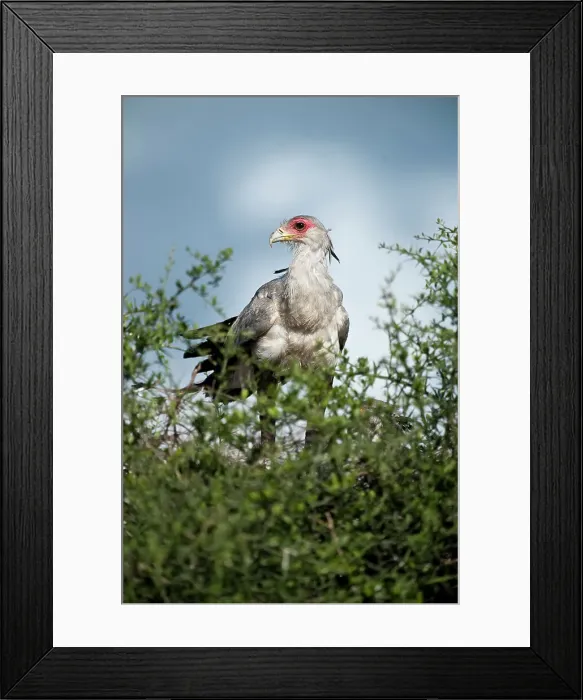 Framed Print : Secretary Bird (Sagittatius serpentarius) at nest on Acacia Framed Print : Secretary Bird (Sagittatius serpentarius) at nest on Acacia