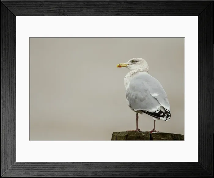 Framed Print : European Herring Gull (Larus argentatus) winter plumage on wooden sea defence post
