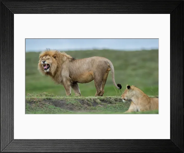 Framed Print : Male African Lion (Panthera leo) - sniffing  /  testing female receptivity - Flemen response