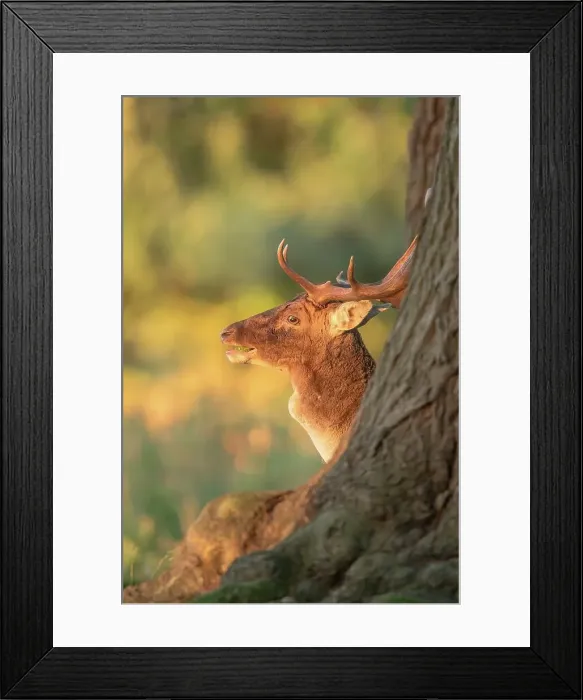 Framed Print : Fallow Deer (Dama dama) stag during rut Framed Print : Fallow Deer (Dama dama) stag during rut