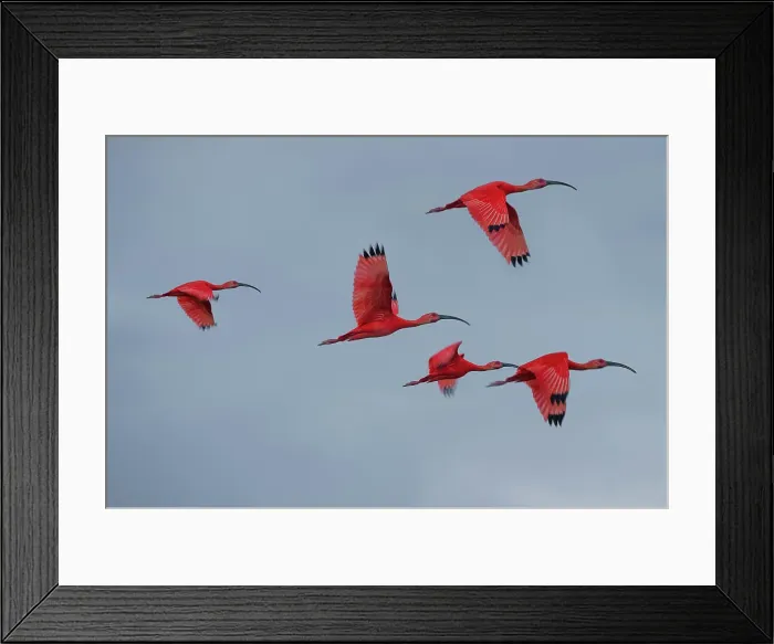 Framed Print : Scarlet Ibis (Eudocimus ruber) flying into roost site at dusk Framed Print : Scarlet Ibis (Eudocimus ruber) flying into roost site at dusk
