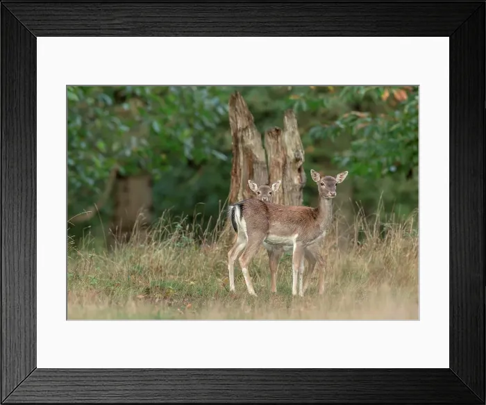 Framed Print : Fallow Deer (Dama dama) hinds and young during rut Framed Print : Fallow Deer (Dama dama) hinds and young during rut