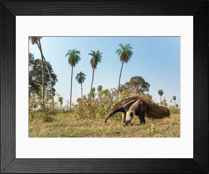 Framed Print : Adult Giant Anteater (Myrmecophaga tridactyla) (sometimes called Giant Ant Bear) foraging in palm savannah grasslands