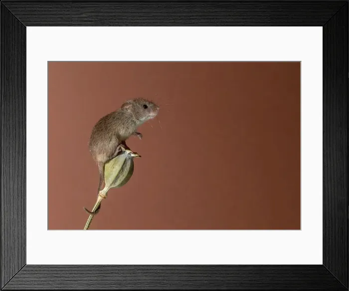 Framed Print : England, Norfolk, Harvest Mouse (Micromys minutus) on poppy seedhead Framed Print : England, Norfolk, Harvest Mouse (Micromys minutus) on poppy seedhead